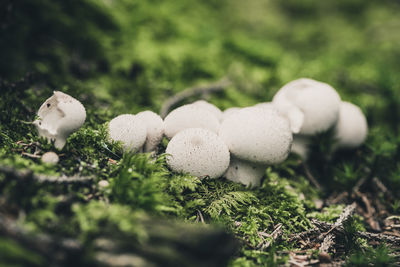 Close-up of mushrooms growing on field