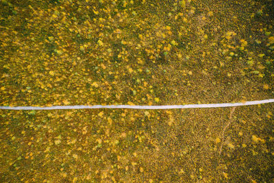 High angle view of yellow flowering plants on field