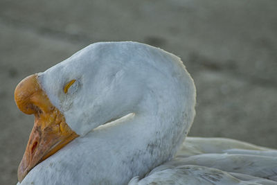 Close-up of seagull