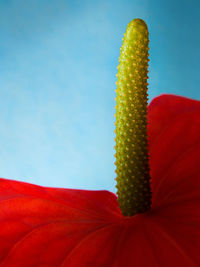 Low angle view of red flowering plant against sky