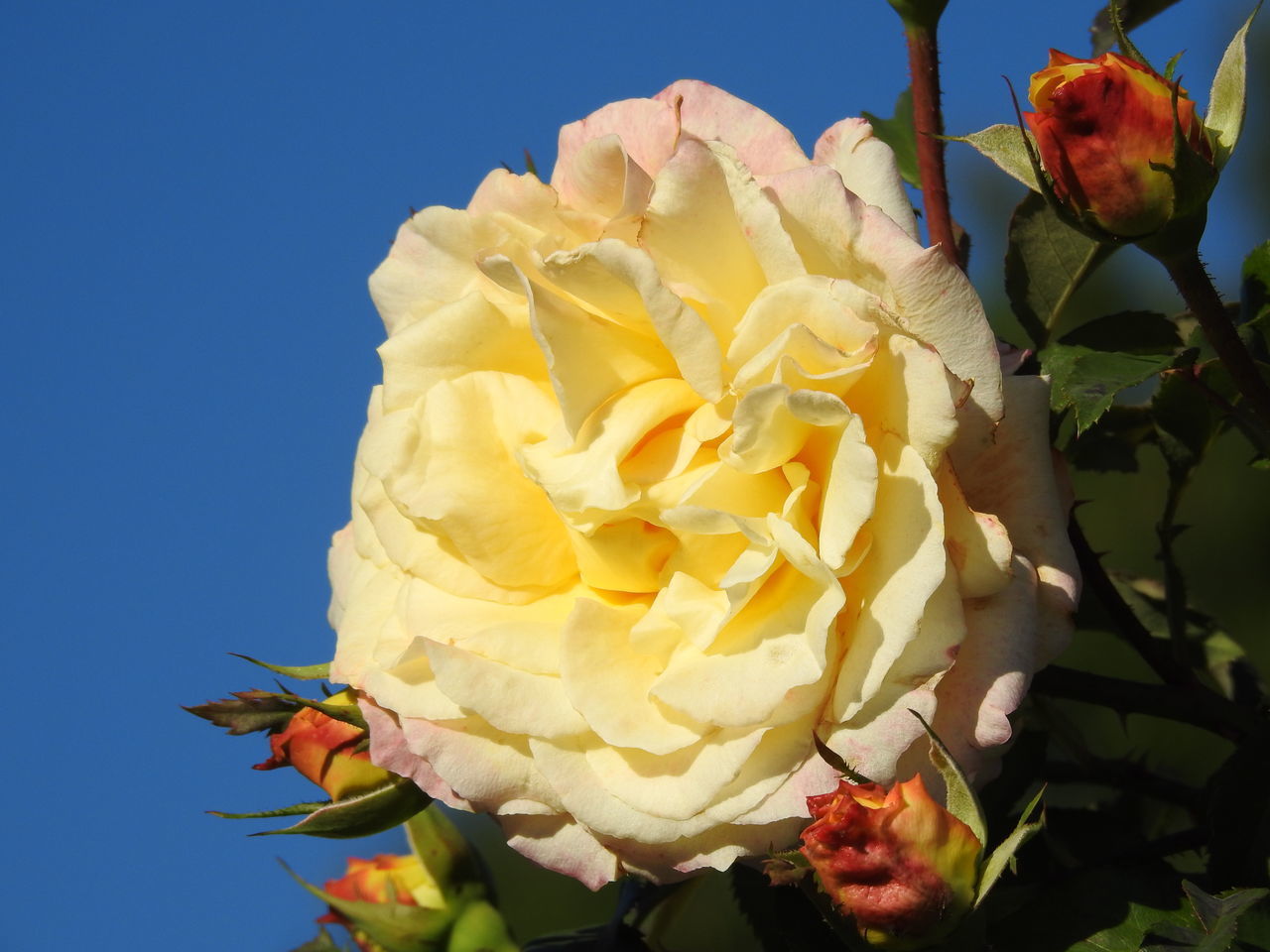 CLOSE-UP OF ROSE PLANT AGAINST WHITE WALL