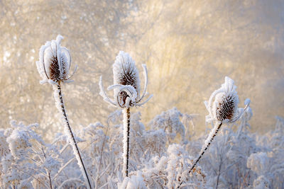 Close-up of snow on plant