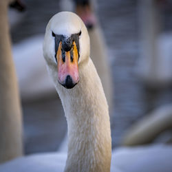 Close-up of swan