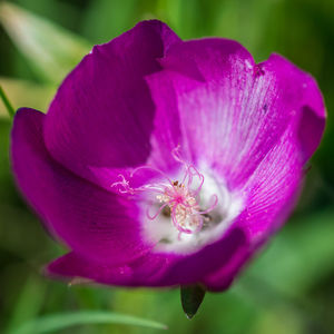 Close-up of pink flower blooming outdoors