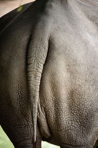 Close-up of elephant