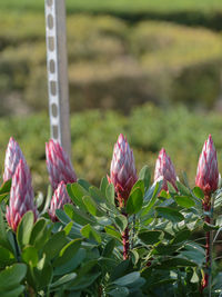 Close-up of pink flowering plant