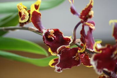 Close-up of flowers in bloom