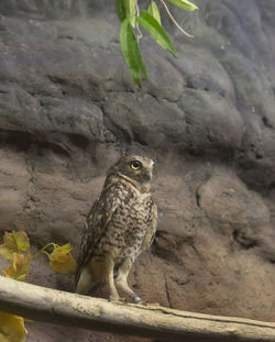 Close-up of a bird