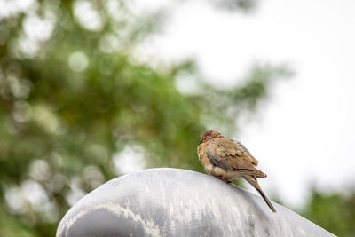 Close-up of bird