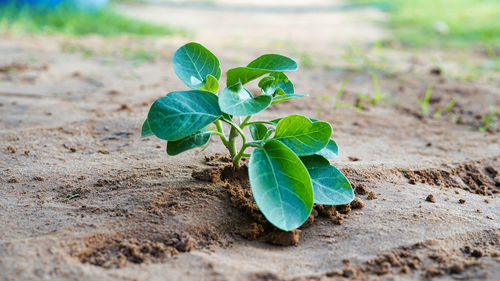 Close-up of plant