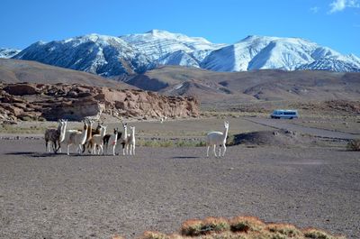 View of sheep on mountain