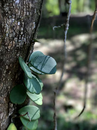 Close-up of leaf on tree trunk