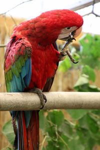 Close-up of scarlet macaw perching on wood