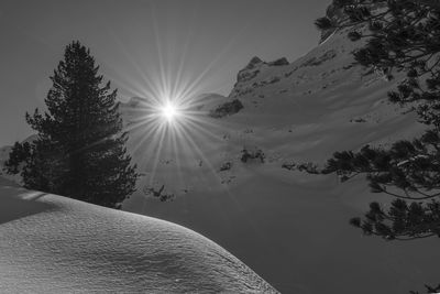 Low angle view of trees against sky during winter