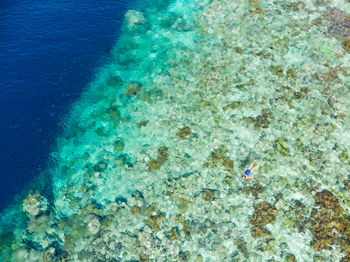High angle view of coral swimming in sea