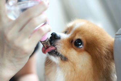 Close-up of dog sticking out tongue