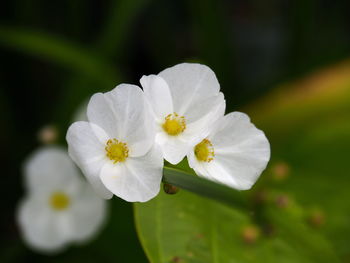 Close-up of white flowering plant