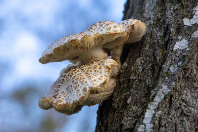 Close-up of mushroom on tree trunk