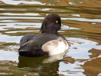 Duck swimming in lake