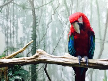 Close-up of scarlet macaw on branch