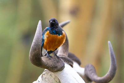 Close-up of bird perching on a branch