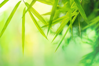 Close-up of fresh green plant