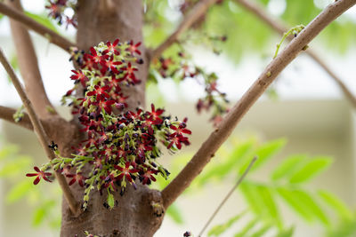 Blossom averrhoa bilimbi flower at tree.