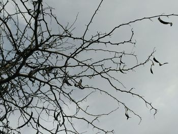 Low angle view of bare trees against sky