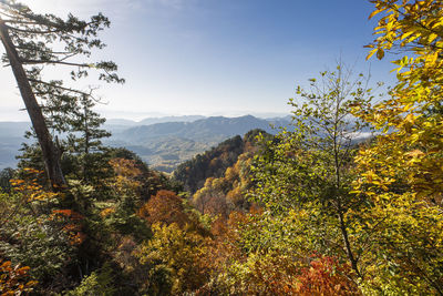 Plants and trees against sky during autumn