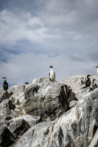 Seagull perching on rock