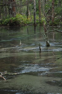 Scenic view of lake in forest