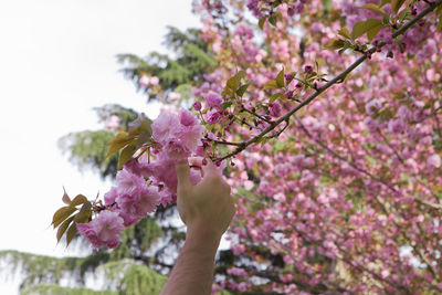 Cropped image of hand picking flower from tree