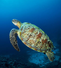 Turtle swimming in sea