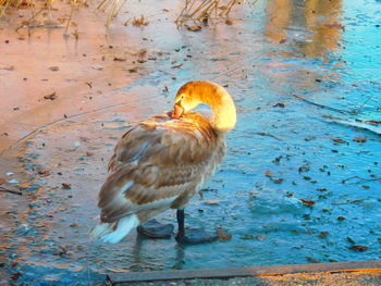 Close-up of bird perching on water