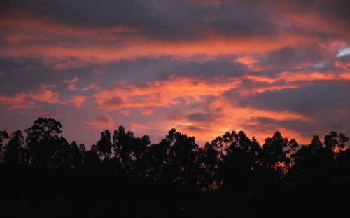 Silhouette trees against dramatic sky during sunset