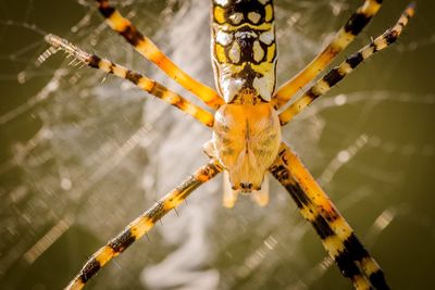 Close-up of spider on web