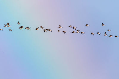 Low angle view of birds flying against clear blue sky