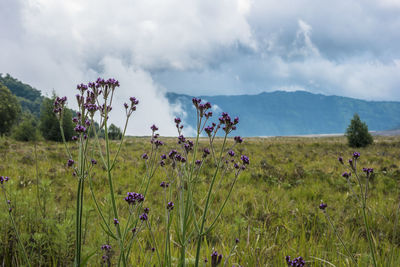 Scenic view of grassy field against sky