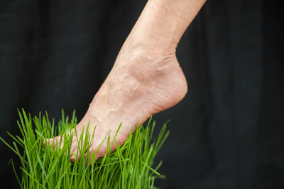 Close-up of hand holding plant against black background