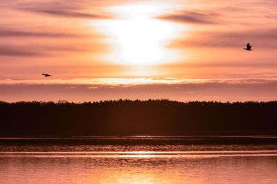 Silhouette bird flying over lake against orange sky