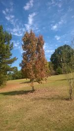 Trees on field against sky