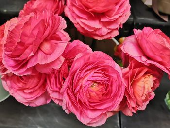 Close-up of pink roses