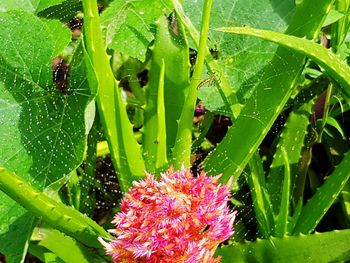 Close-up of insect on plant