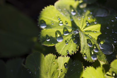 Close-up of wet plant