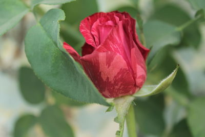 Close-up of red rose