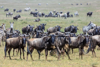 Herd of horses on landscape