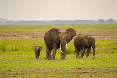 Elephants on field against sky