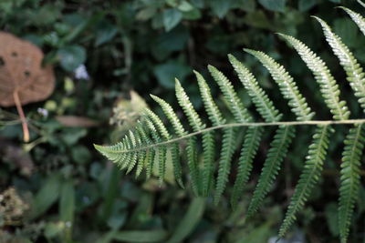 Close-up of fern leaves