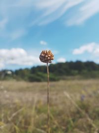 Close-up of flowering plant on field against sky
