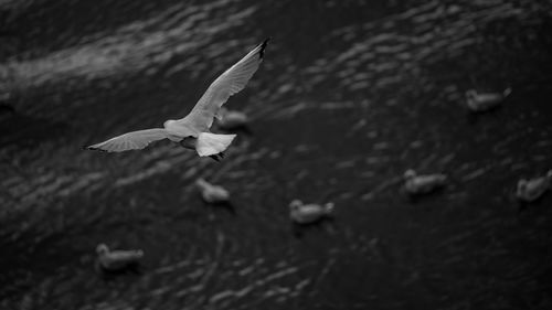 Close-up of bird flying over water